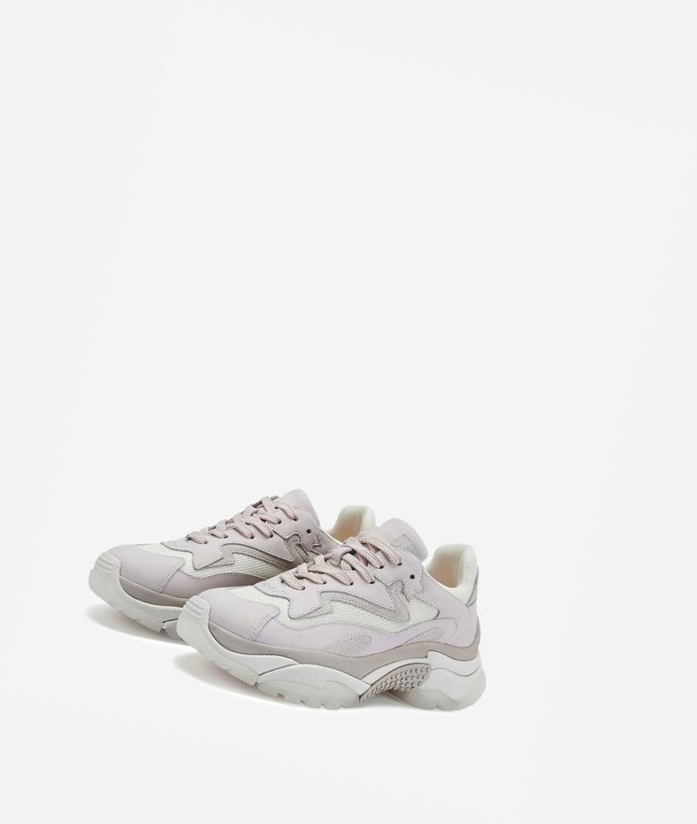 Shell / Off White / Talc / Pristine Women's ASH Addict Chunky Sneakers | 165OIFXRV