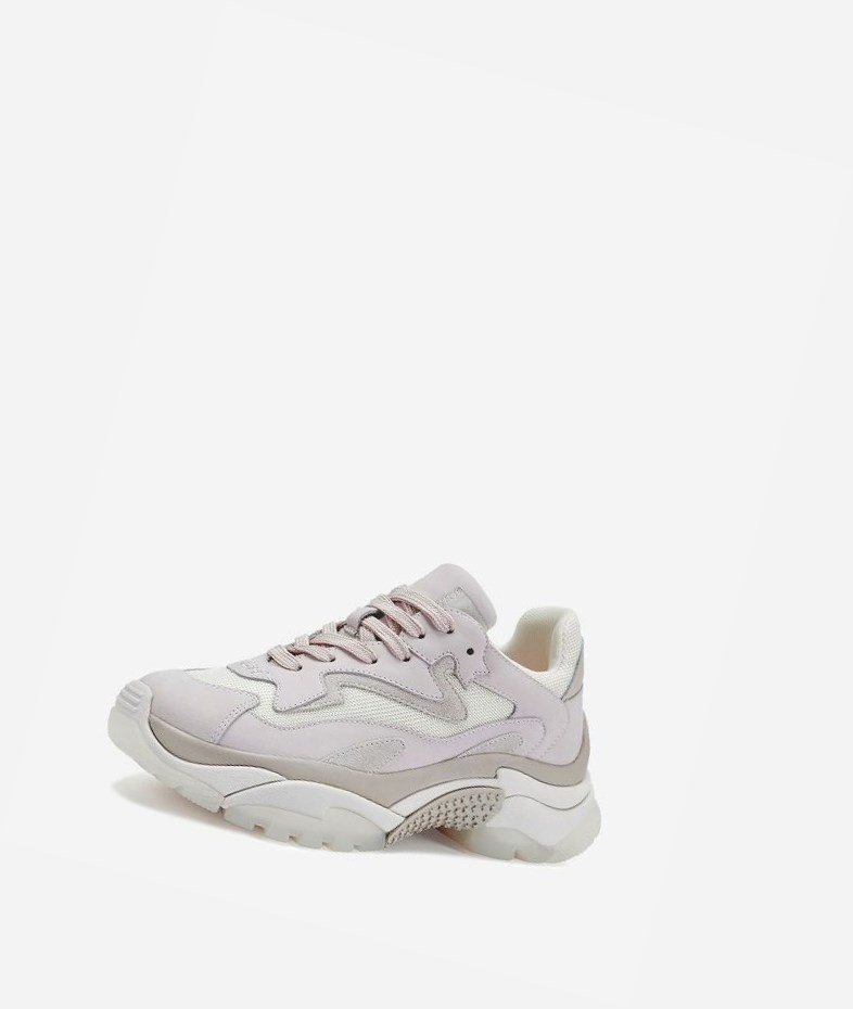 Shell / Off White / Talc / Pristine Women's ASH Addict Chunky Sneakers | 165OIFXRV